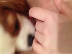 Cute little doggy licking his mommy's slit like a priceless guy